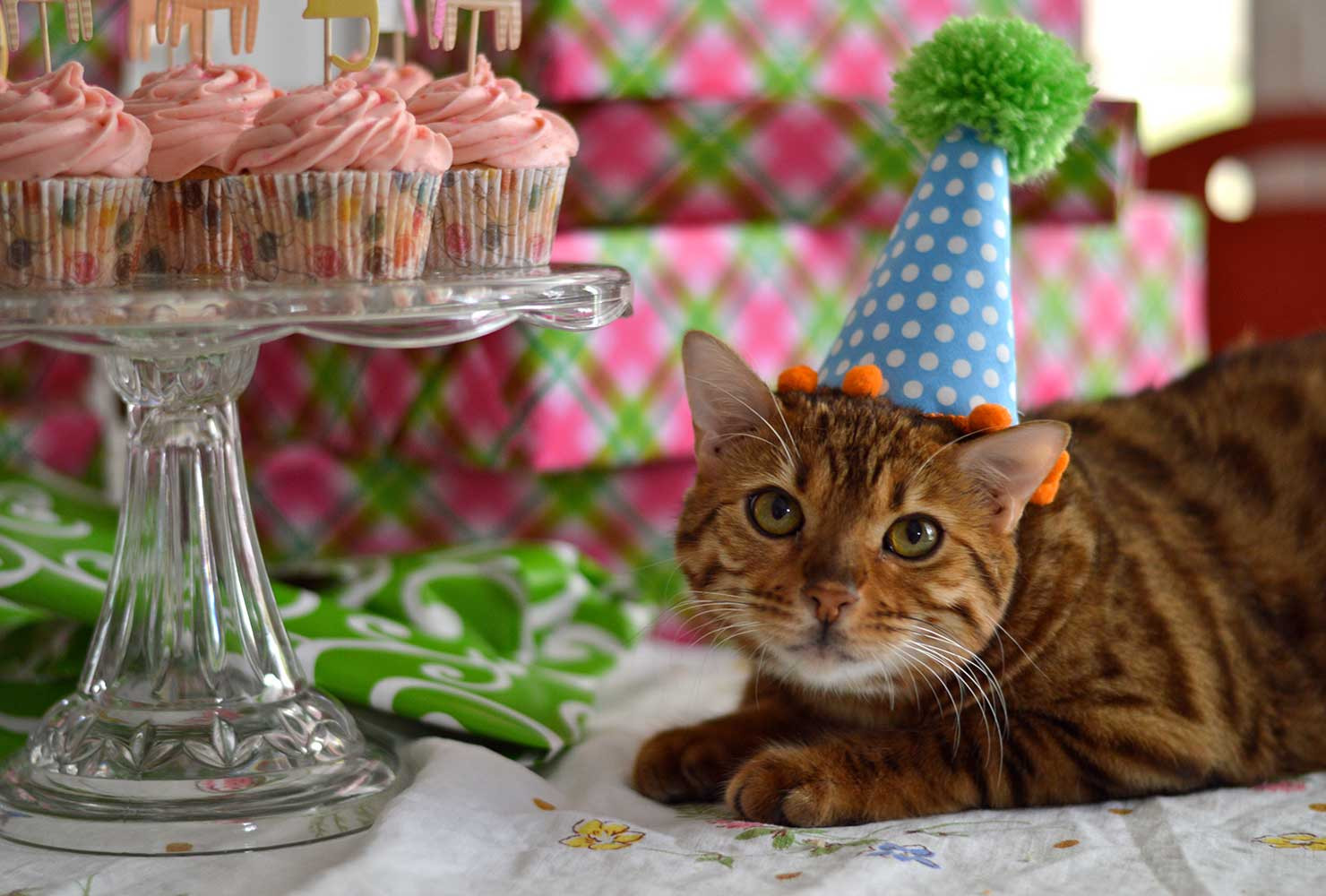 Cat Birthday Party
 19 Purr Fect Cat Birthday Party Ideas