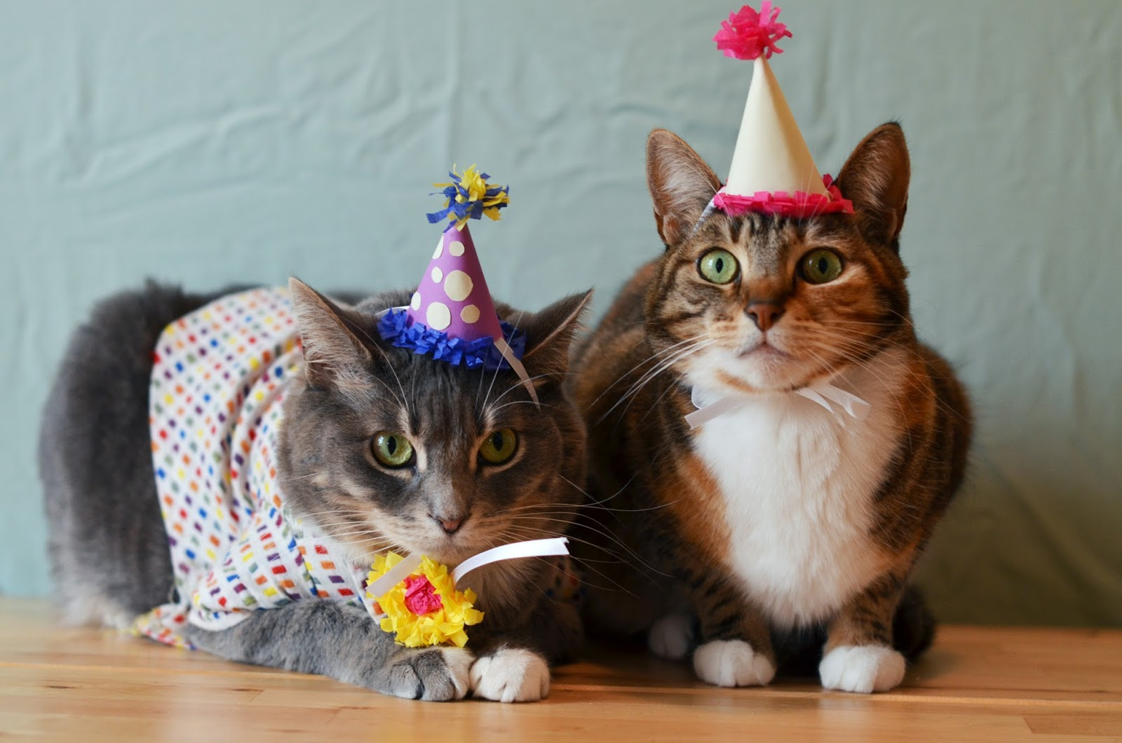 Cat Birthday Party
 How to Throw a Birthday Party for Cats