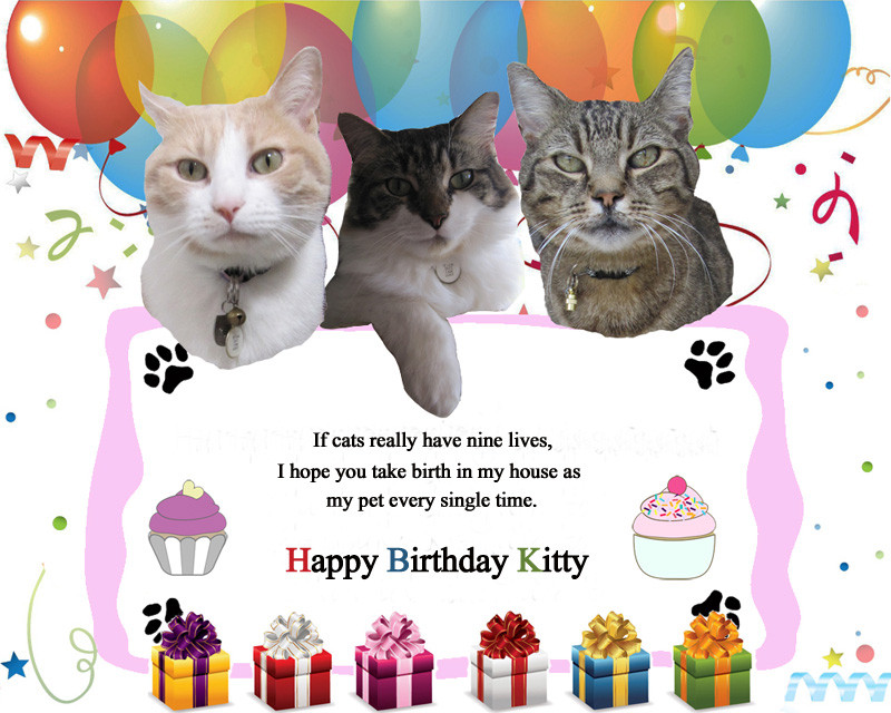 Cat Birthday Wishes
 Best Birthday Wishes Message for Lovely Cat WishesMsg