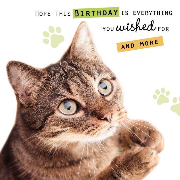 Cat Birthday Wishes
 Birthday Cat Wishes – OCD UK