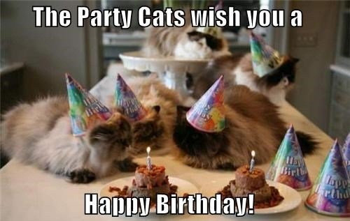 Cat Birthday Wishes
 Happy Birthday Cat Happy Bday Wishes for your Per Cat