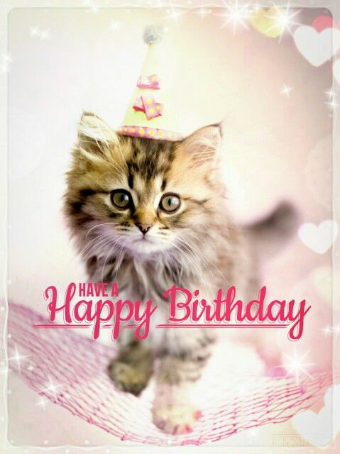 Cat Birthday Wishes
 Best Happy Birthday Cat Meme