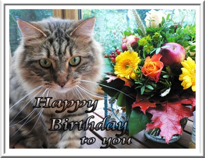 Cat Birthday Wishes
 Birthday Wishes With Cats