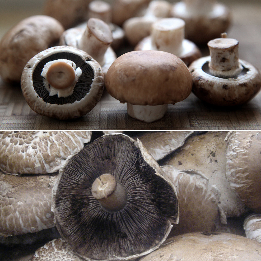 Cremini Vs Baby Bella
 Cremini vs Portobello Mushrooms