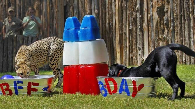 Dallas Zoo Birthday Party
 1000 images about Pets Celebrating Birthdays on Pinterest