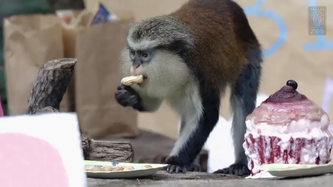 Dallas Zoo Birthday Party
 Monkey Celebrates 31st Birthday at Dallas Zoo
