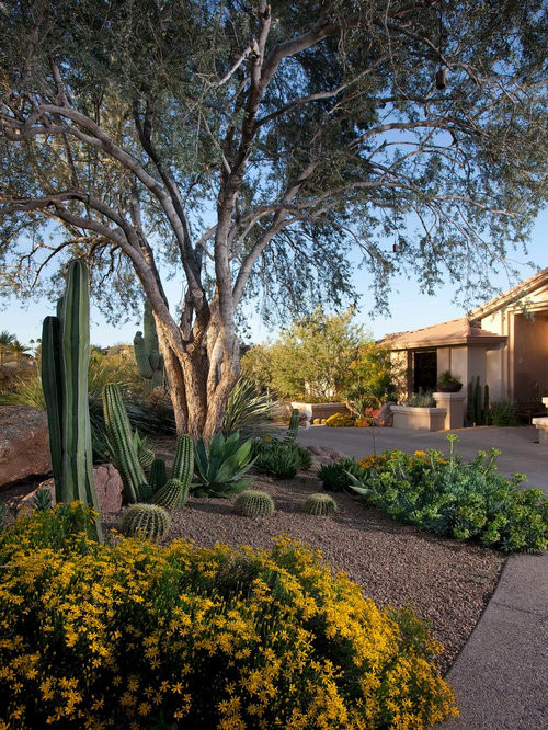 Desert Landscape Ideas For Backyards
 Backyard Desert Landscaping