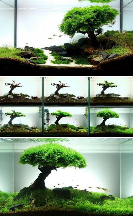 DIY Aquarium Decor Ideas
 Aquarium Decorations Diy 95 Meowlogy