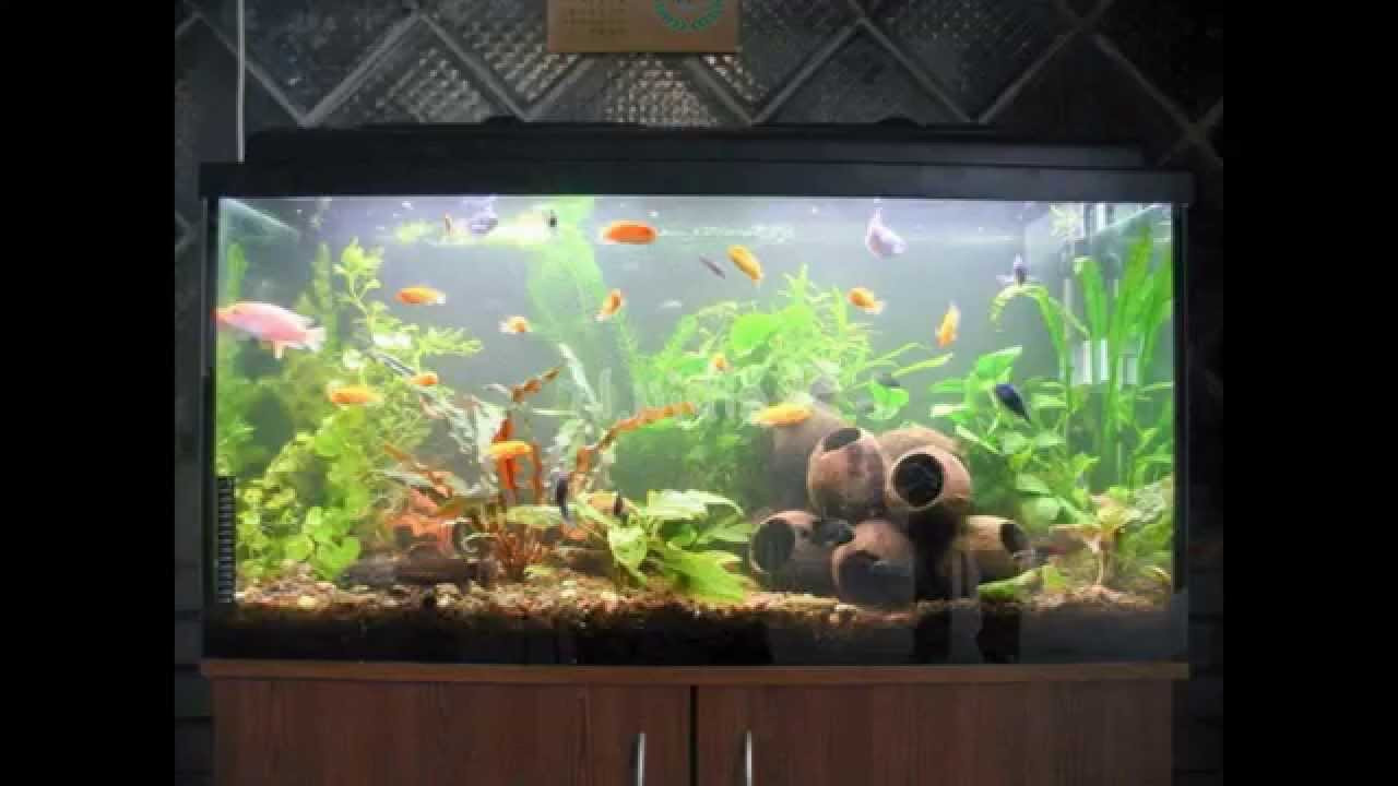 DIY Aquarium Decor Ideas
 Creative Diy aquarium decorating ideas