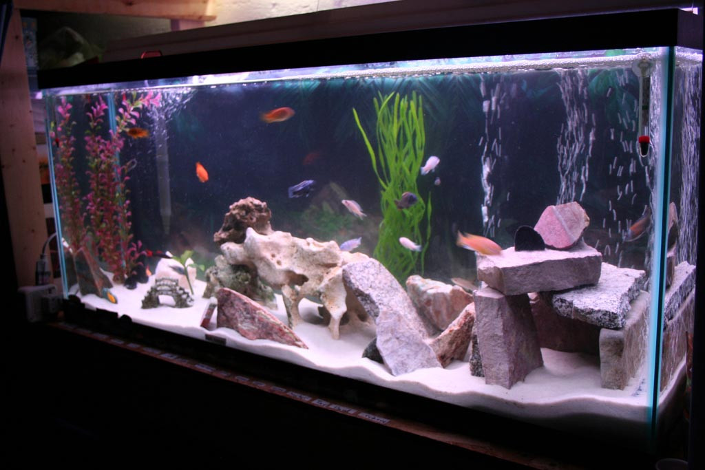 DIY Aquarium Decor Ideas
 DIY Fish Tank Decorations Aquarium