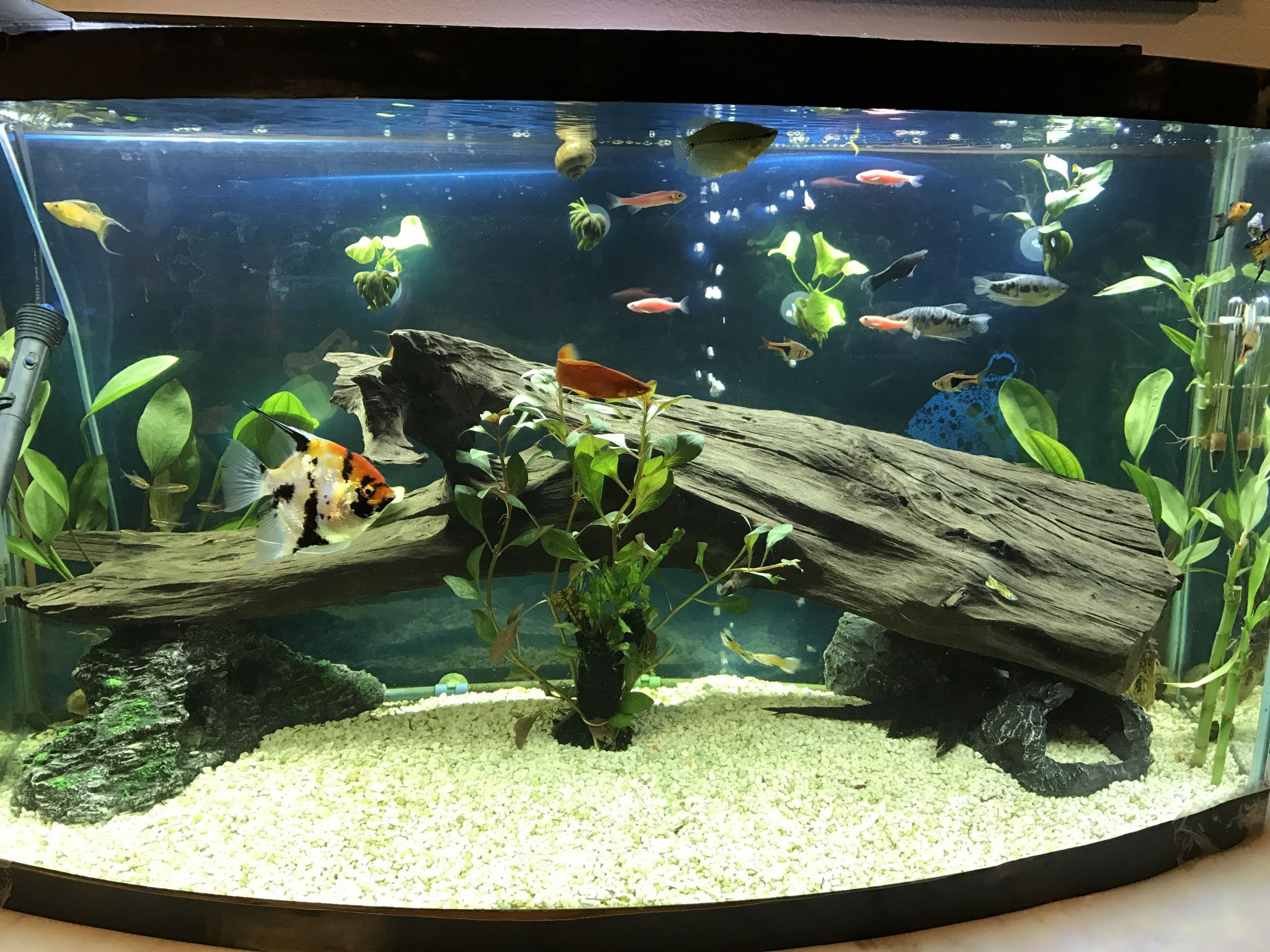 DIY Aquarium Decor Ideas
 DIY fish tank decorations Themes Aquascaping Fresh Water