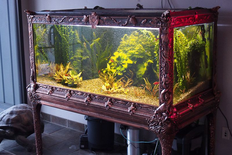 DIY Aquarium Decor Ideas
 50 Best DIY Aquarium Decorations Ideas meowlogy