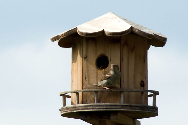 DIY Birdhouse For Kids
 3 Easy DIY Projects for You and Your Kids