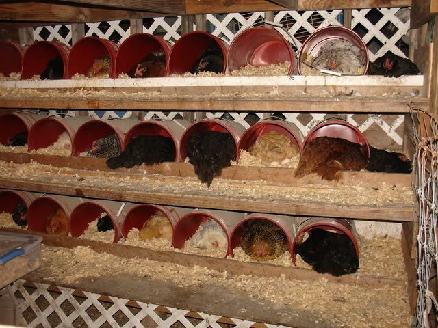 DIY Breeding Box
 DIY make your own original nesting boxes What do yours