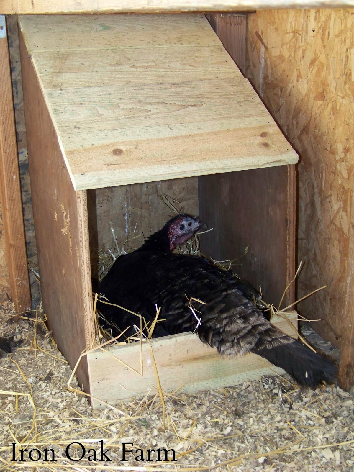 DIY Breeding Box
 Iron Oak Farm CC Post DIY Turkey Nest Box and a GIVEAWAY