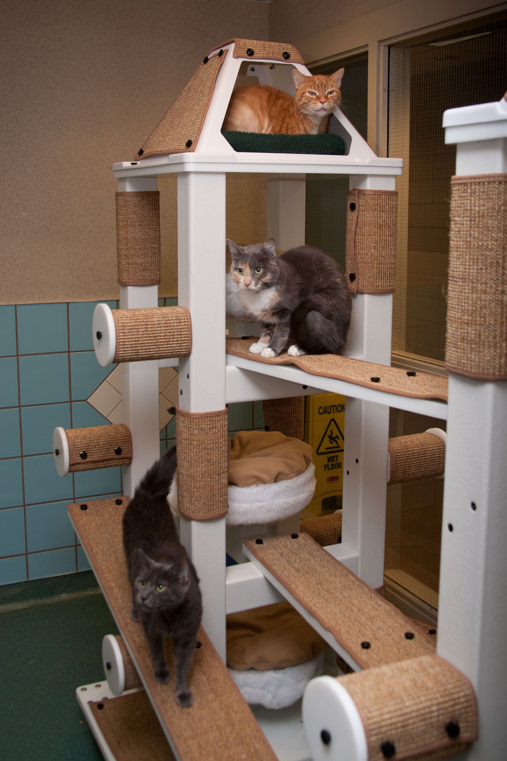DIY Cat Condo Plans
 You And Your Dog – Tips For A Great Relationship