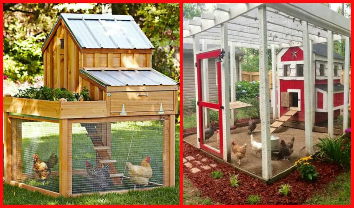 DIY Chicken Coop Plans Free
 100’s Free Chicken Coop Plans