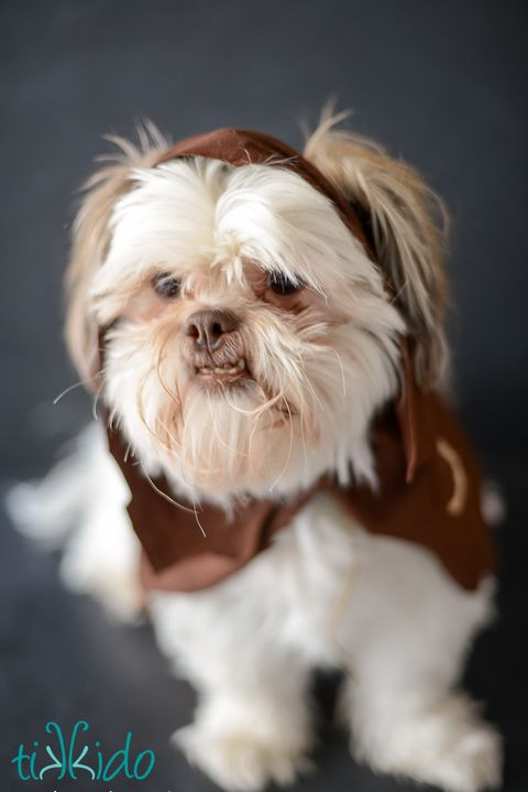 DIY Dog Costumes For Adults
 26 DIY Star Wars Costumes How to Make Star Wars