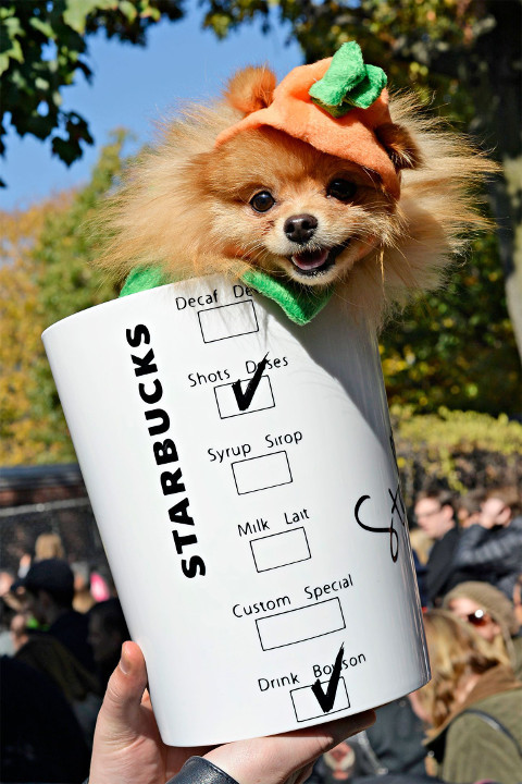 DIY Dog Costumes For Halloween
 Dog Halloween Costumes That Are Too Cute For Words