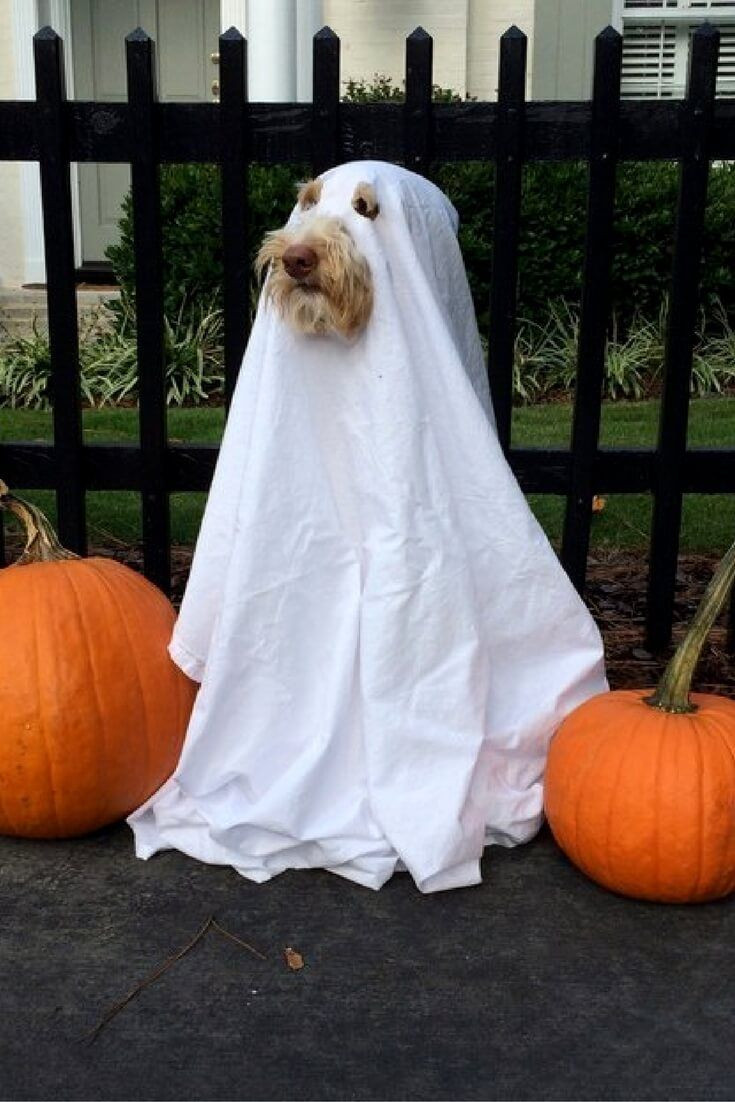 DIY Dog Costumes For Halloween
 35 Fun Pet Costumes for Halloween to Be Your Best Partner