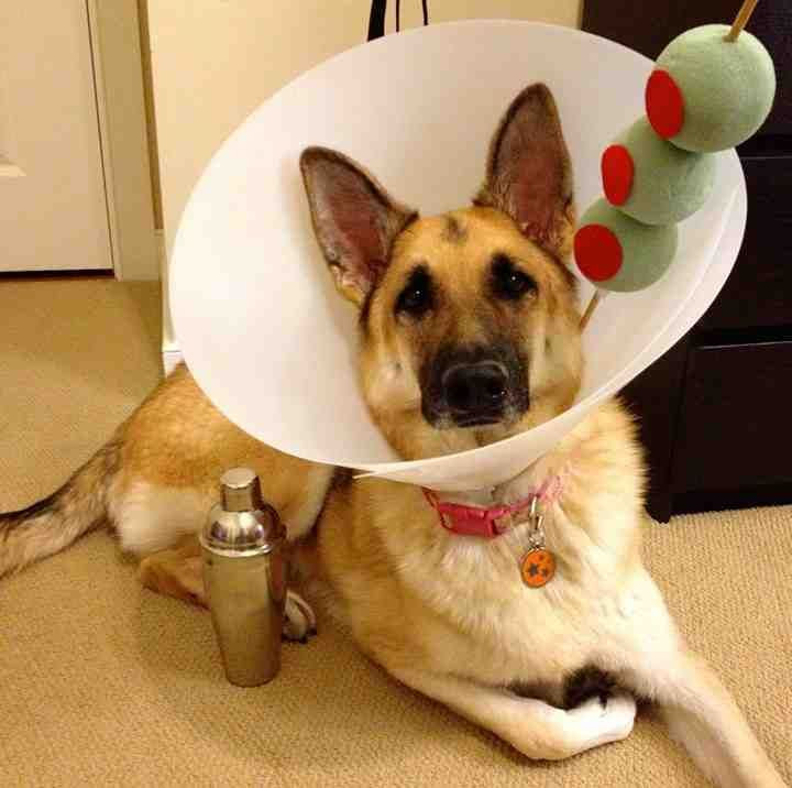 DIY Dog Costumes For Halloween
 15 Easy & Simple DIY Pet Costumes