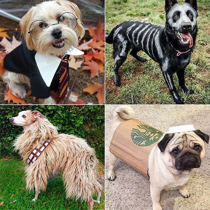 DIY Dog Costumes For Halloween
 DIY Halloween Costumes For Dogs