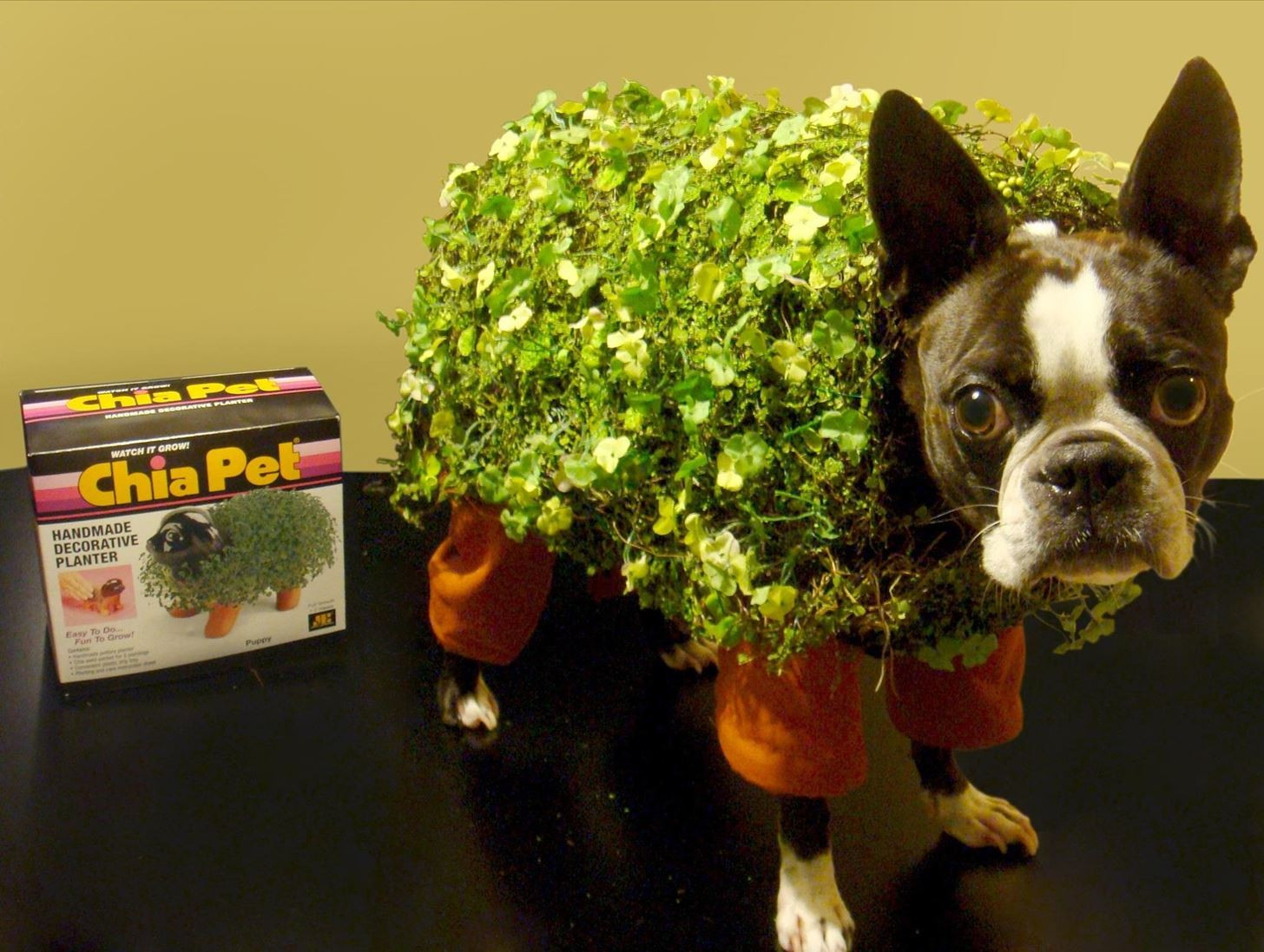 DIY Dog Costumes For Halloween
 Chia Pet Pet Costume Plus 9 More Adorable DIY Halloween
