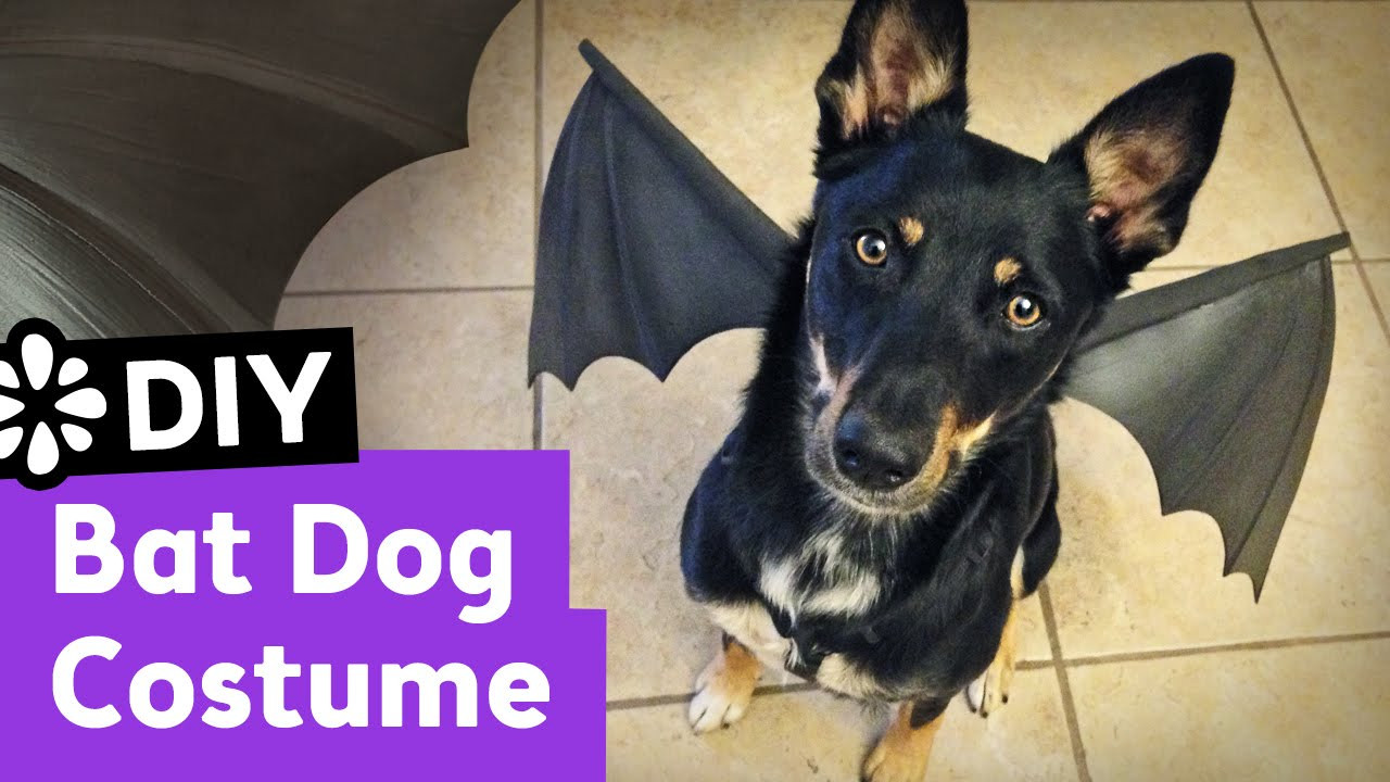 DIY Dog Halloween Costume
 DIY Bat Dog Halloween Costume