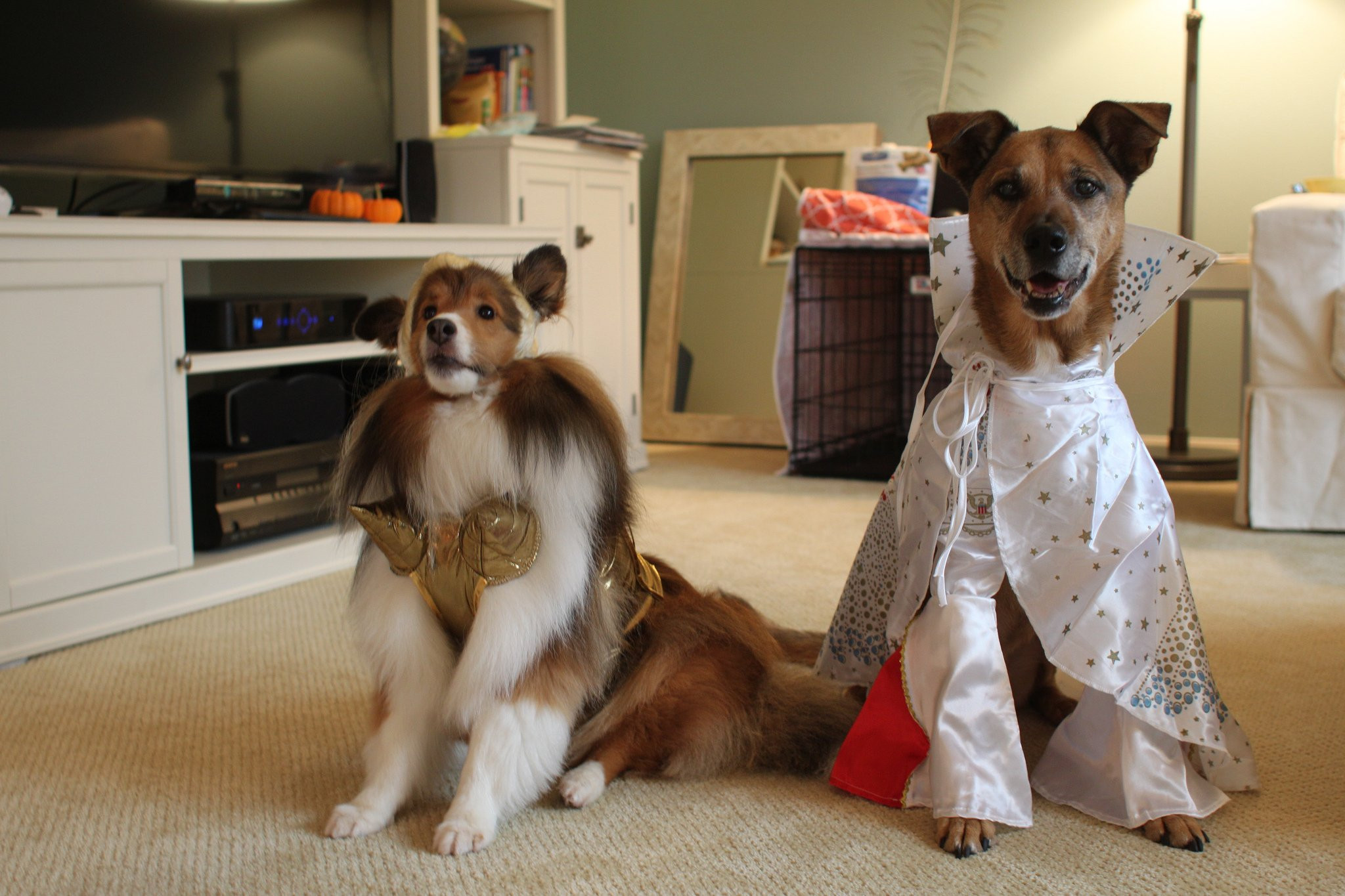 DIY Dog Halloween Costume
 DIY Dog Costumes for All Shapes and Sizes