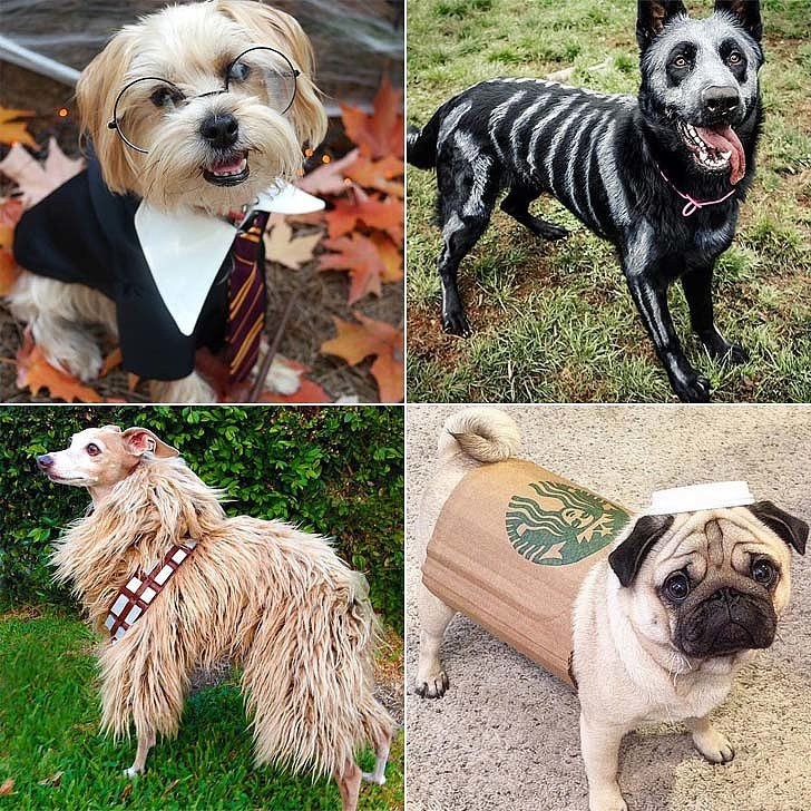 DIY Dog Halloween Costume
 DIY Halloween Costumes For Dogs