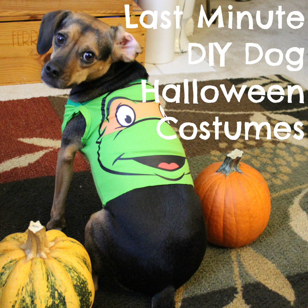 DIY Dog Halloween Costume
 Last Minute DIY Dog Halloween Costumes from Baby esies