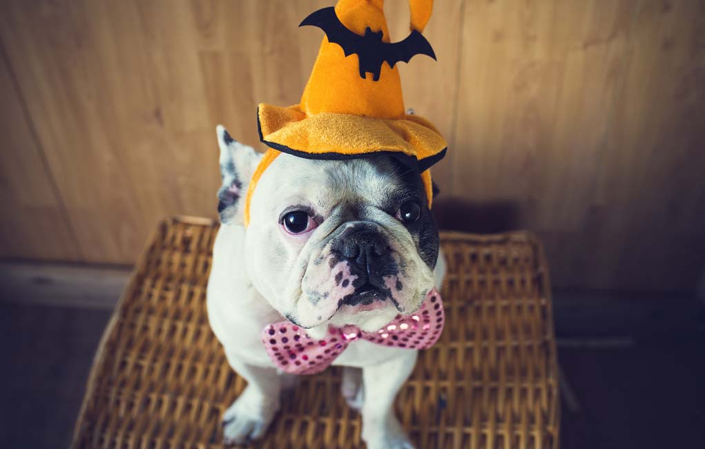 DIY Dog Halloween Costume
 Let s Talk DIY Dog Halloween Costumes – Top Dog Tips