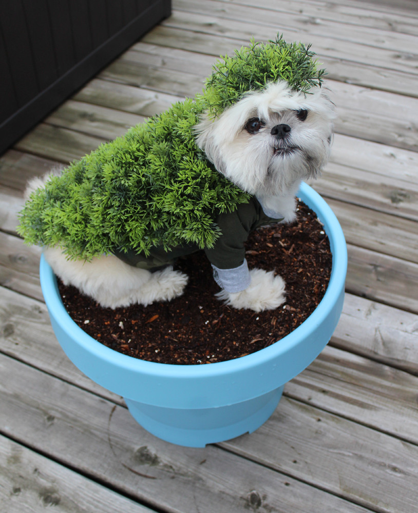 DIY Dog Halloween Costume
 DIY Halloween Costumes for Dogs Chia Pet