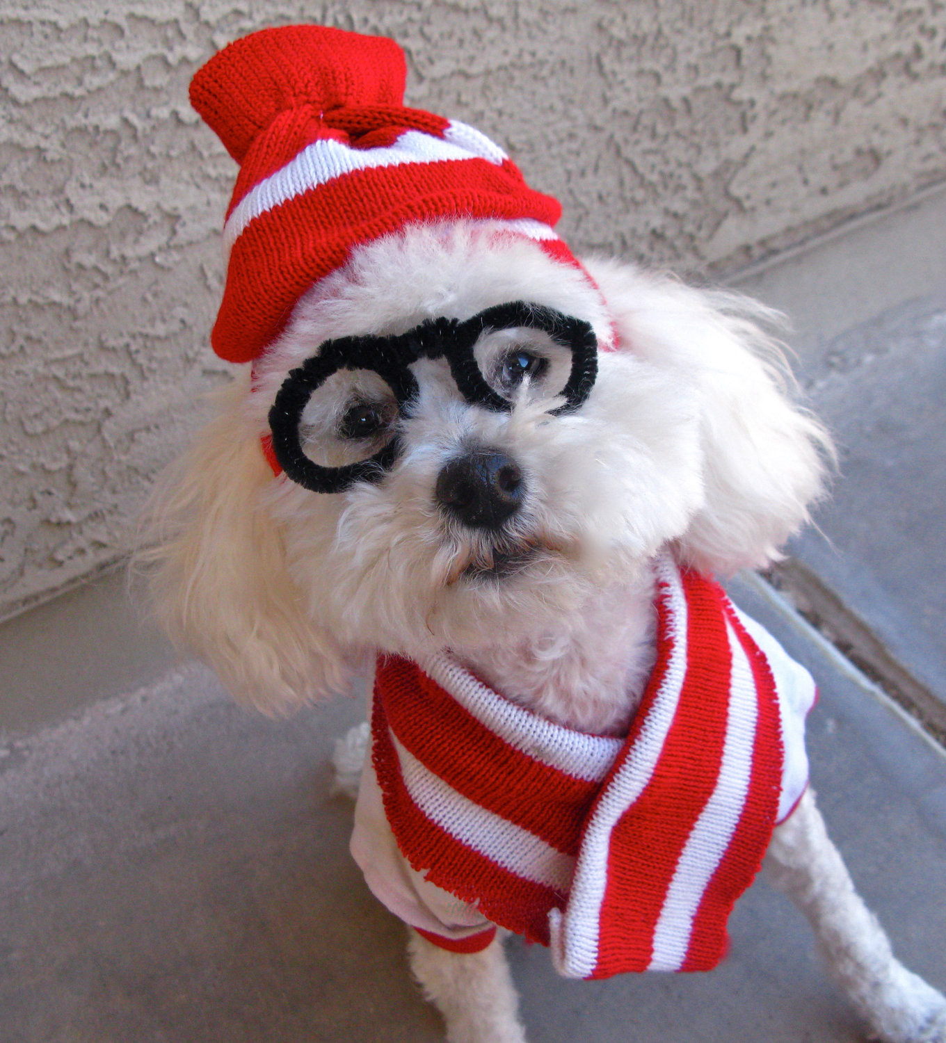 DIY Dog Halloween Costume
 Last Minute DIY Halloween Costumes for Your Dog Broke