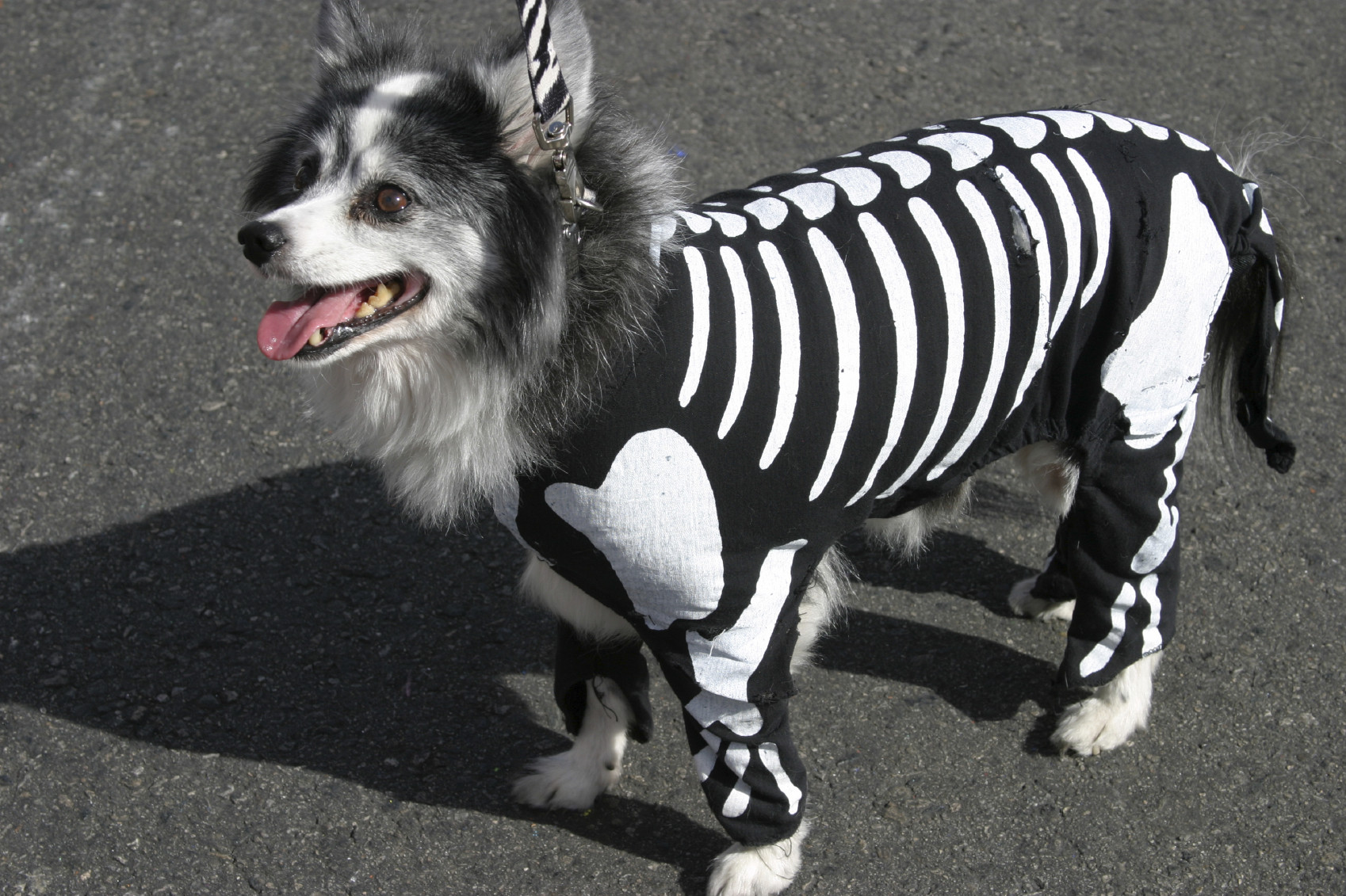 DIY Dog Halloween Costume
 Top 5 Adorable Pet Costumes this Year s Halloween