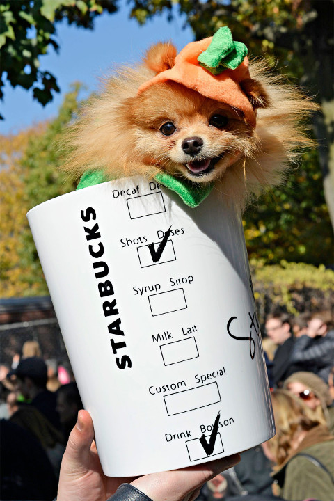 DIY Dog Halloween Costume
 Dog Halloween Costumes That Are Too Cute For Words