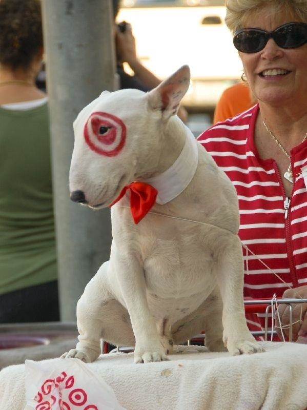 DIY Dog Halloween Costume
 the best Halloween Costumes for Dogs A girl and a glue gun