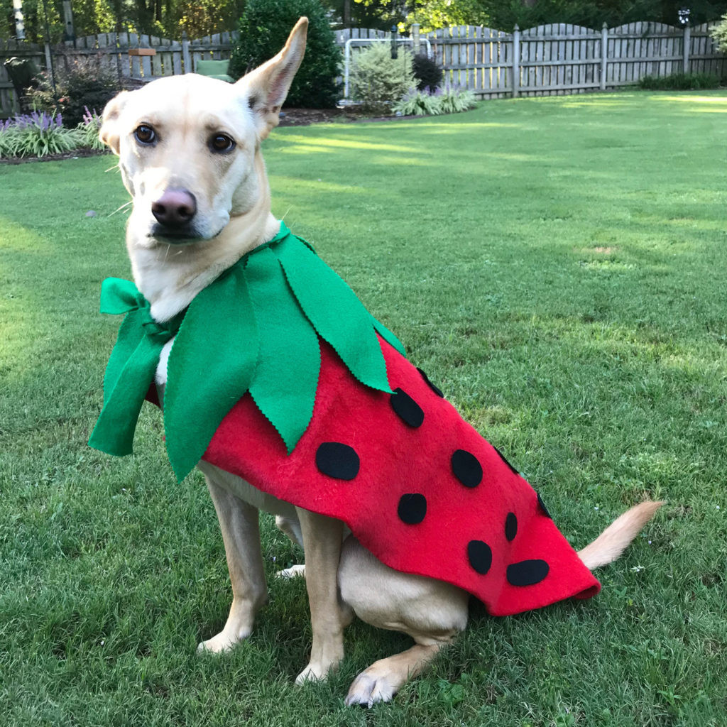 DIY Dog Halloween Costume
 DIY Strawberry Dog Halloween Costume Kunin Felt