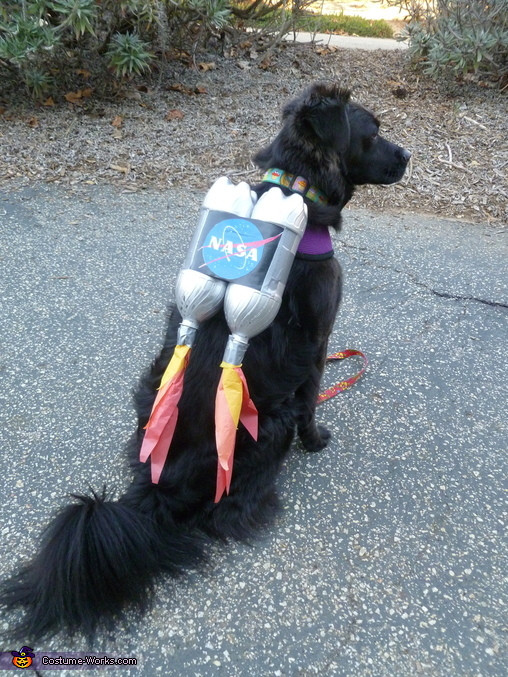 DIY Dog Halloween Costume
 Ten Dangerously Adorable DIY Dog Costumes Frugal Beautiful