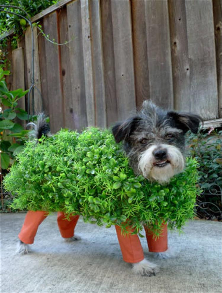 DIY Dog Halloween Costume
 The Best Halloween Costume Ideas For Your Dogs 23 Pics