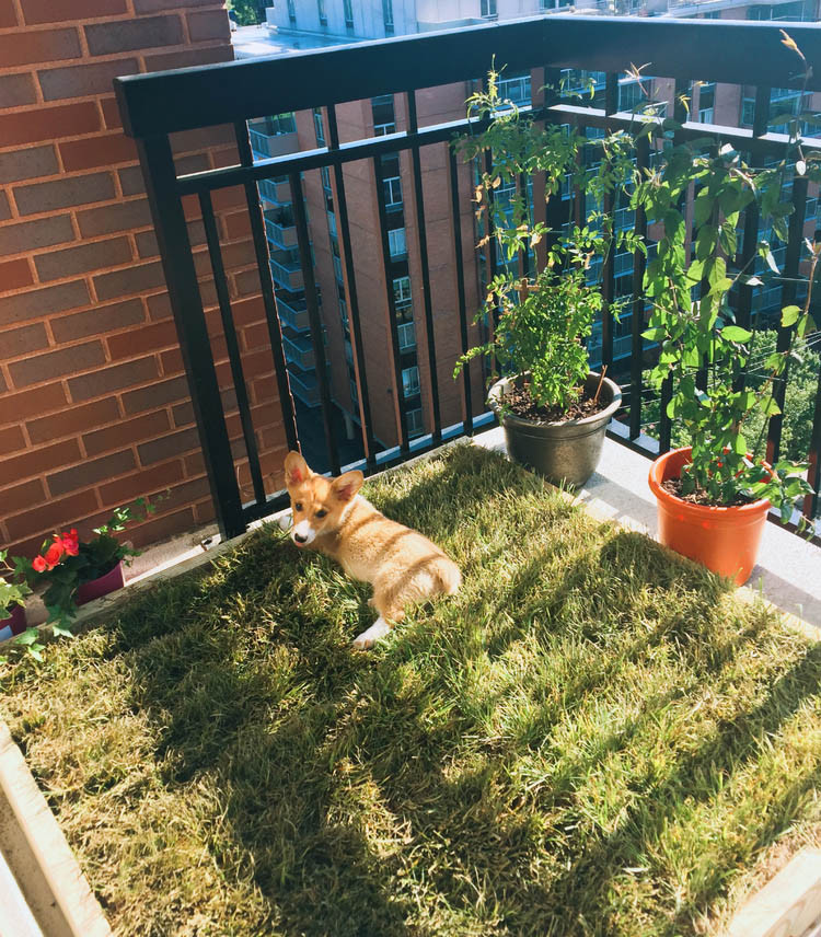 DIY Dog Potty Box
 14 DIY Dog Porch Potty & Grass Box Projects