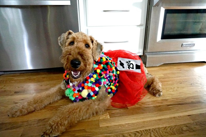 DIY Halloween Costume For Dogs
 DIY Halloween Costumes for Dogs My Life and Kids