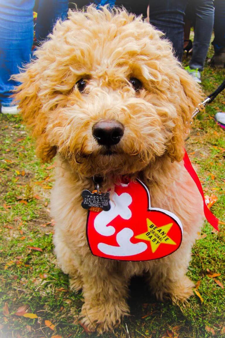 DIY Halloween Costume For Dogs
 Halloween Costume Ideas For Dogs Festival Around the World
