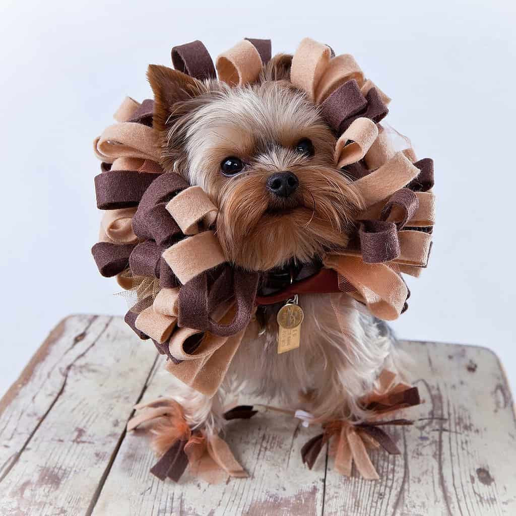 DIY Halloween Costume For Dogs
 Funny DIY Halloween Costumes for Dogs