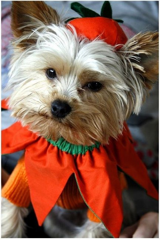 DIY Halloween Costume For Dogs
 Halloween Fancy Dress for Dogs