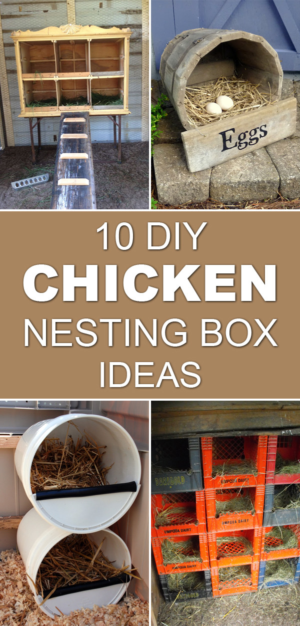 DIY Nest Box
 10 DIY Chicken Nesting Box Ideas