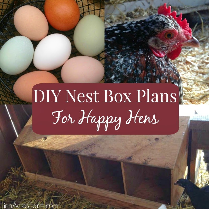 DIY Nest Box
 Linn Acres Farm All You Need to Know About Chicken Nest