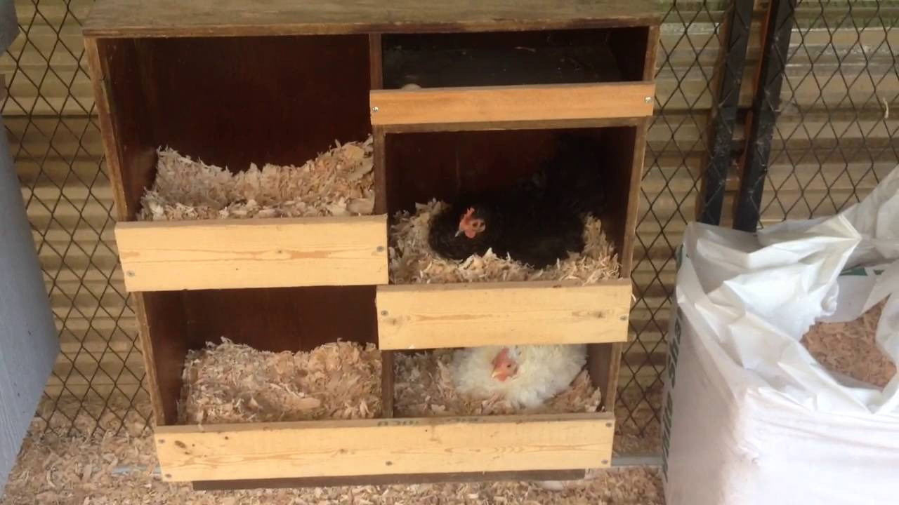 DIY Nest Box
 DIY Bookshelf Converted Into A Multi Chicken Nest Box