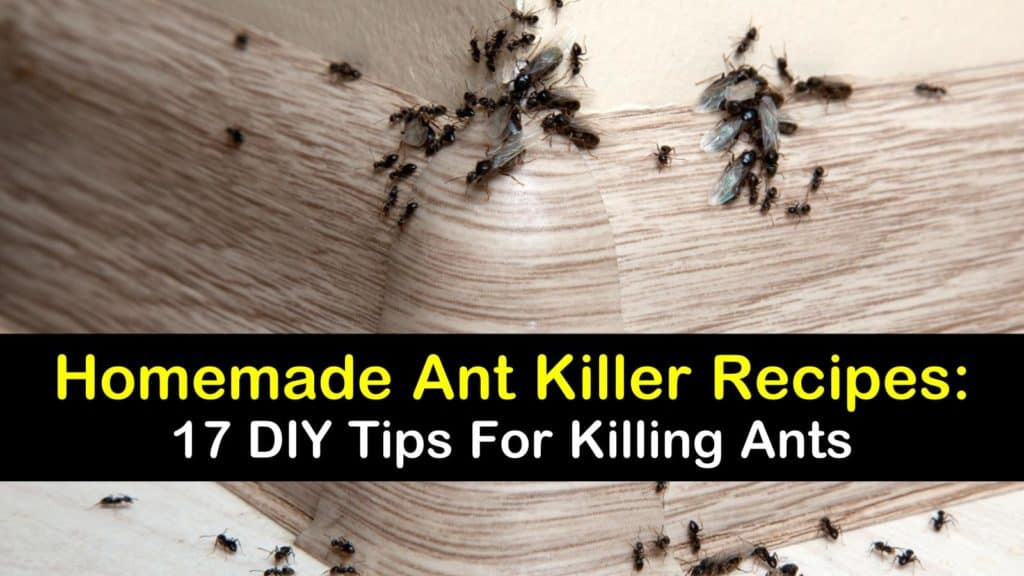 DIY Outdoor Ant Killer
 Homemade Ant Killer Recipes 17 DIY Tips for Killing Ants