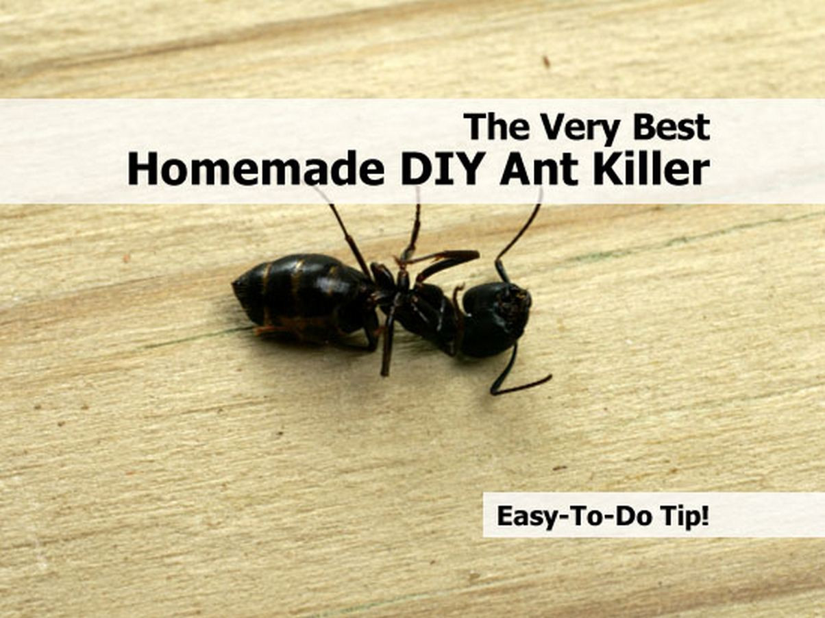 DIY Outdoor Ant Killer
 The Very Best Homemade DIY Ant Killer